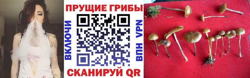 Псилоцибиновые грибы прущие грибы  Королёв 